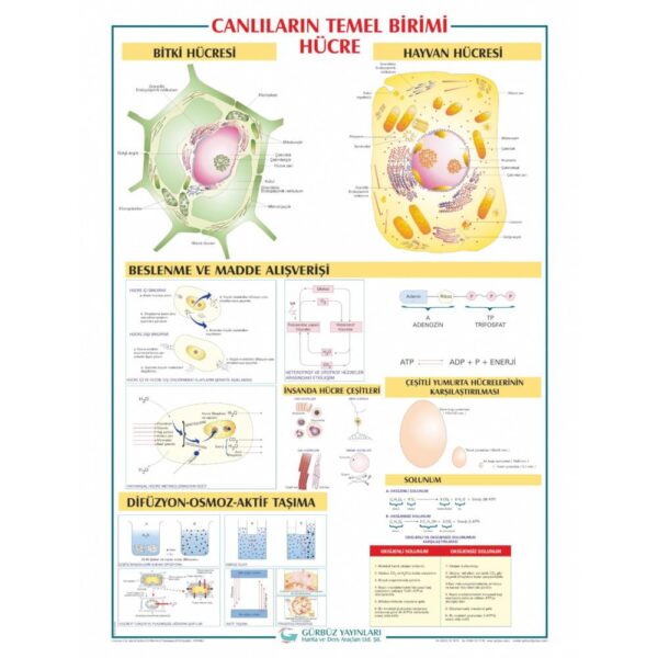Canlıların Temel Birimi Hücre Levhası 70x100 cm