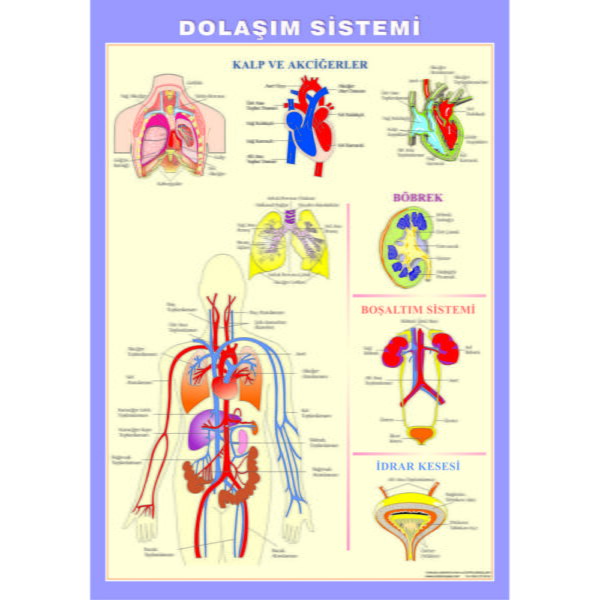 Dolaşım Sistemi Levhası 70x100 cm