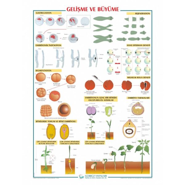 Gelişme ve Büyüme Levhası 70x100 cm