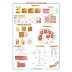 Hayvansal Dokular Levhası 70x100 cm
