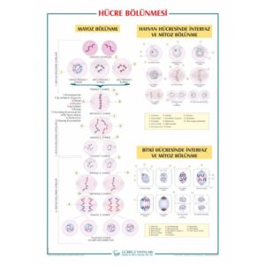 Hücre Bölünmesi Levhası 70x100 cm