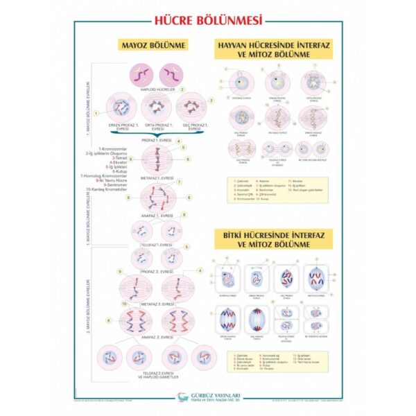 Hücre Bölünmesi Levhası 70x100 cm