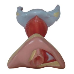 Kadın İç ve Dış Genital Organ Yapısı Modeli