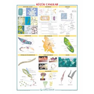 Küçük Canlılar Levhası 70x100 cm