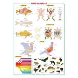 Omurgalılar Levhası 70x100 cm