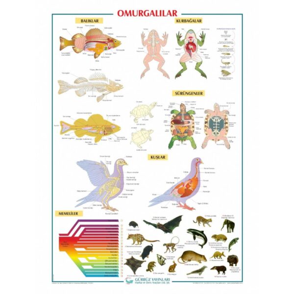 Omurgalılar Levhası 70x100 cm