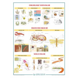 Omurgasız Hayvanlar Levhası 70x100 cm