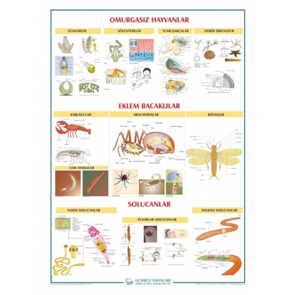 Omurgasız Hayvanlar Levhası 70x100 cm