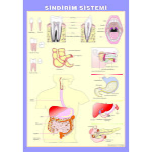 Sindirim Sistemi Levhası 70x100 cm