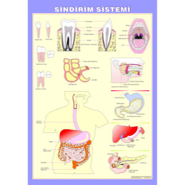 Sindirim Sistemi Levhası 70x100 cm