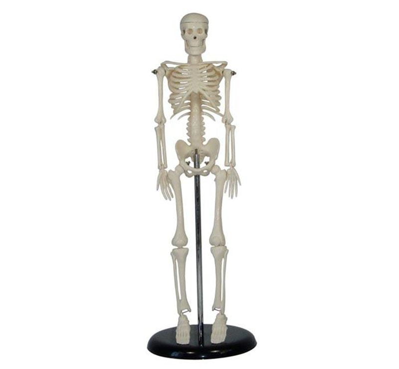 a10105-insan-iskeleti-modeli-45-cm İnsan İskeleti Modeli 45 cm - Görsel 1