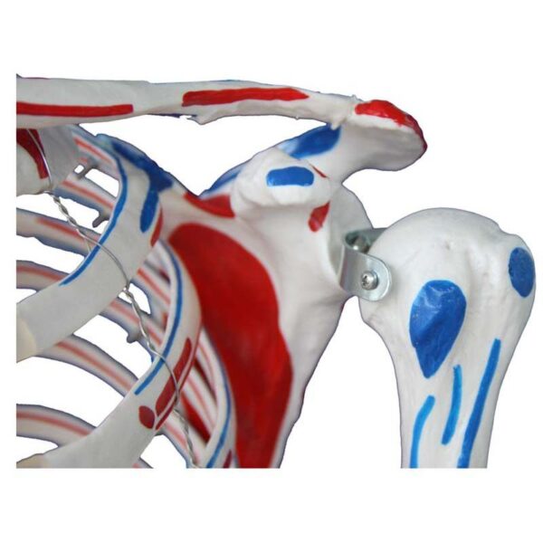 İnsan İskeleti Modeli Kaslı ve Ligamentli 180 cm - Görsel 2