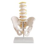 Omurga ve Kalça (Pelvisli 5 Li Lumbar Vertebra) Modeli