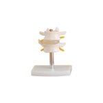 Lumbar Vertebra Modeli 2 Omurlu