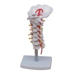 Boyun Arter ile Servikal Vertebral Kolon Modeli