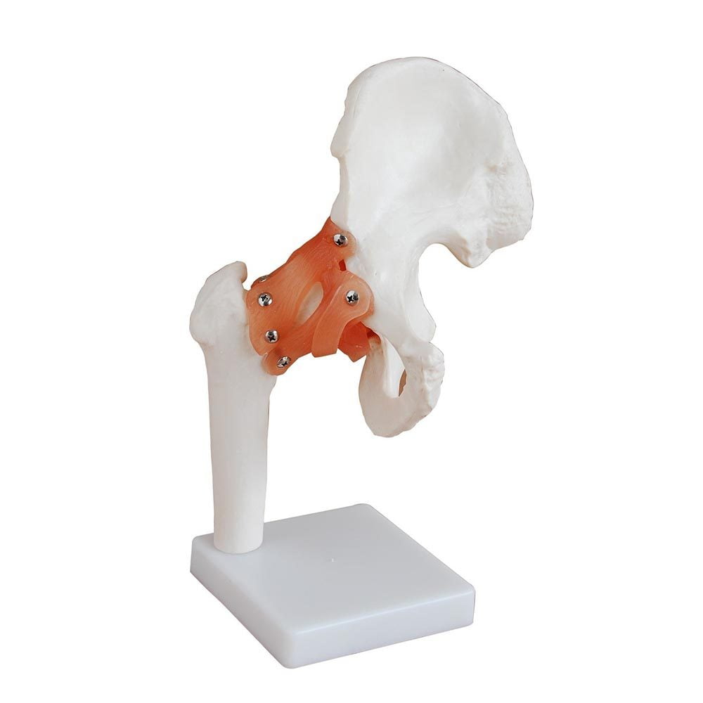 a10402-kalca-eklemi Kalça Eklemi Ligamentli Modeli - Görsel 1