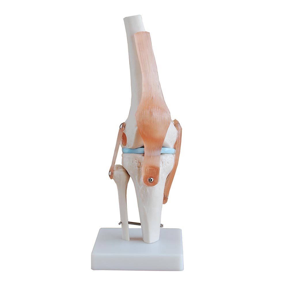 a10403-diz-eklemi Diz Eklemi Ligamentli Modeli - Görsel 1