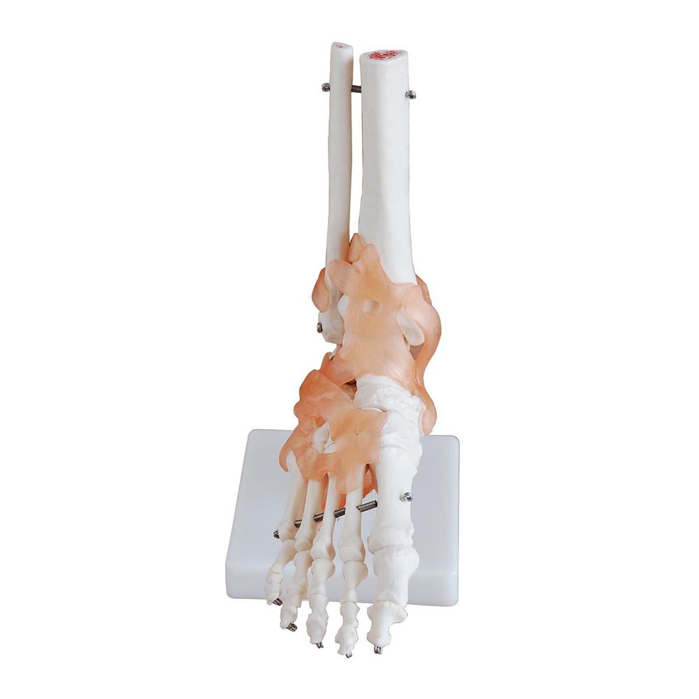 a10405-ayak-eklemi-ligamentli Ayak Eklemi Ligamentli Modeli - Görsel 1