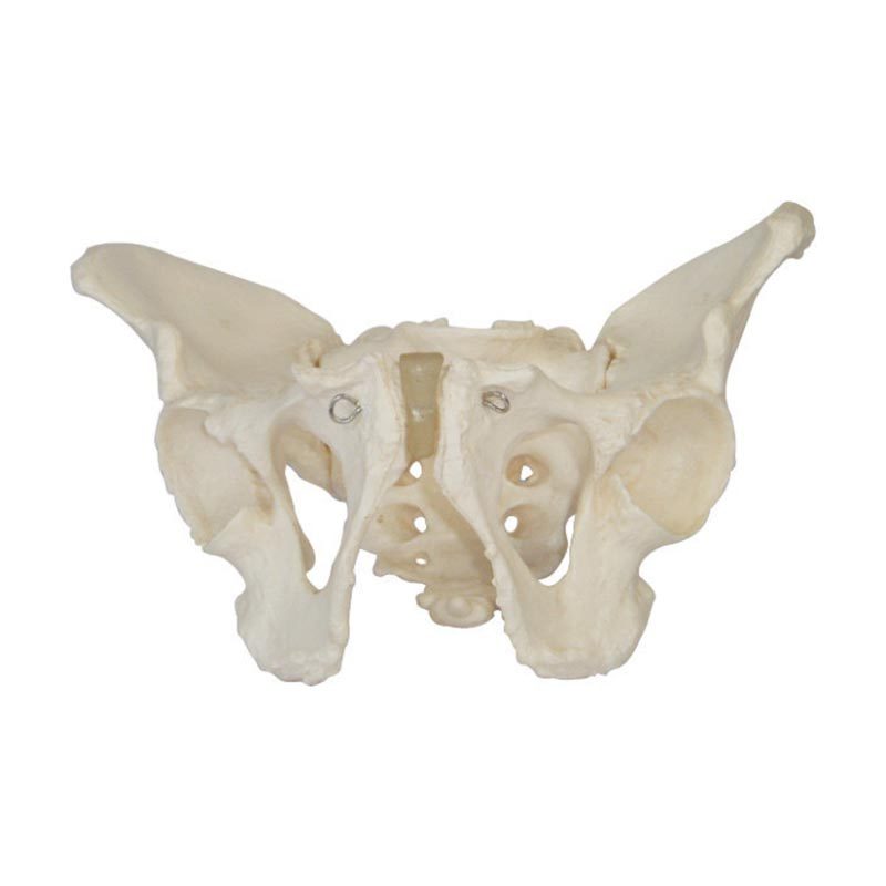 a10501-erkek-pelvis Yetişkin Erkek Pelvis Modeli - Görsel 1