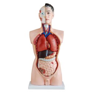Erkek Torso Modeli 85 cm 19 Parça