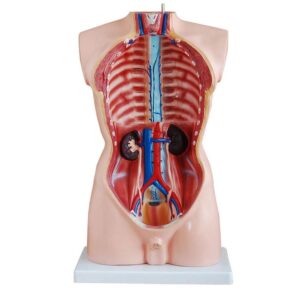 Erkek Torso Modeli 85 cm 19 Parça - Görsel 2