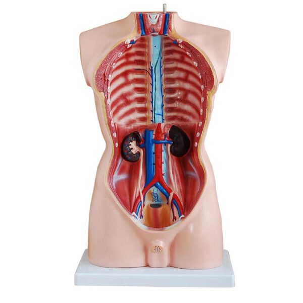 Erkek Torso Modeli 85 cm 19 Parça - Görsel 2