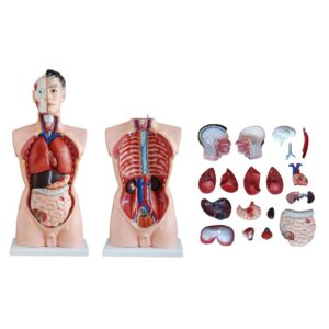 Erkek Torso Modeli 85 cm 19 Parça - Görsel 4