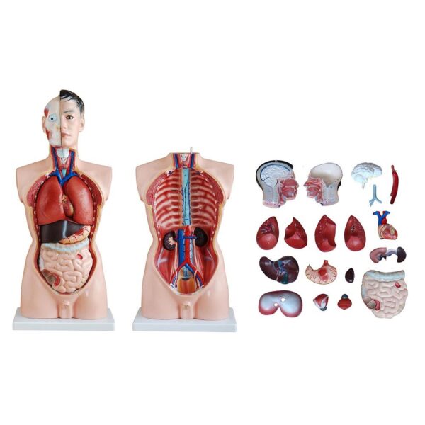 Erkek Torso Modeli 85 cm 19 Parça - Görsel 4