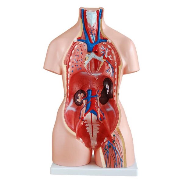 Unisex (Erkek-Kadın) Torso Modeli 85 cm 23 Parça - Görsel 2
