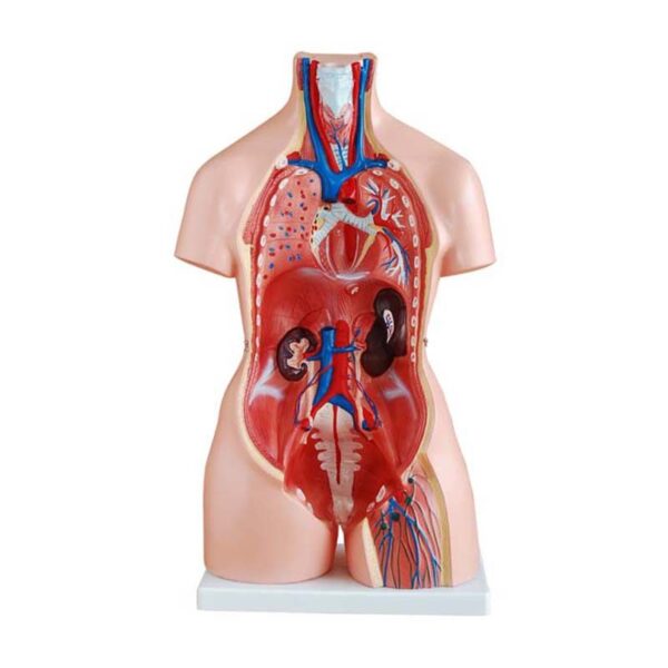 Trisex (Erkek-Kadın-Genital Organsız) Torso Modeli 85 cm 21 Parça - Görsel 2