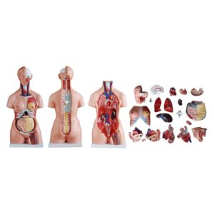 Trisex (Erkek-Kadın-Genital Organsız) Torso Modeli 85 cm 21 Parça - Görsel 5