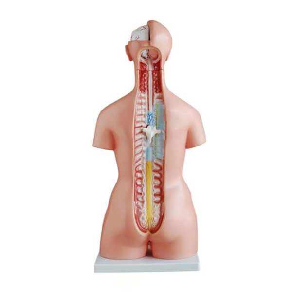 Trisex (Erkek-Kadın-Genital Organsız) Torso Modeli 85 cm 21 Parça - Görsel 3