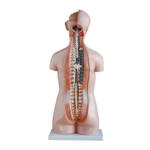 Sexless (Cinsiyetsiz) Torso Modeli 85 cm 20 Parça - Görsel 3