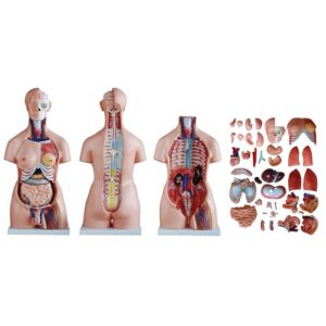 Unisex (Erkek-Kadın) Torso Modeli 85 cm 40 Parça - Görsel 5