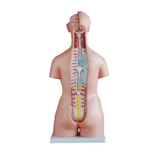 Unisex (Erkek-Kadın) Torso Modeli 85 cm 40 Parça - Görsel 3