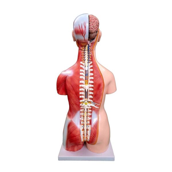 Unisex (Erkek-Kadın) Kaslı Torso Modeli 85 cm 30 Parça - Görsel 3