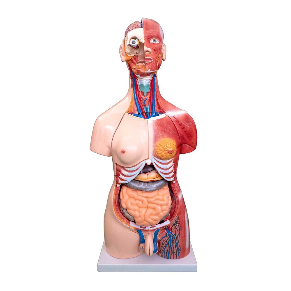 a20106-kasli-unisex-torso Unisex (Erkek-Kadın) Kaslı Torso Modeli 85 cm 30 Parça - Görsel 1