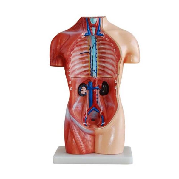 Sexless (Cinsiyetsiz) Torso Modeli 42 cm 18 Parça - Görsel 2