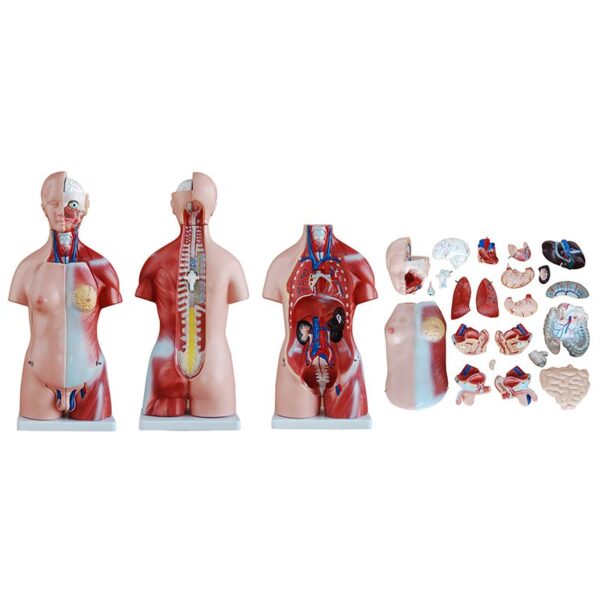 Unisex (Erkek-Kadın) Torso Modeli 45 cm 23 Parça - Görsel 5