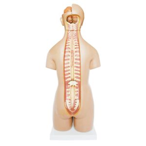 Unisex (Erkek-Kadın) Torso Modeli 55 cm 20 Parça - Görsel 3