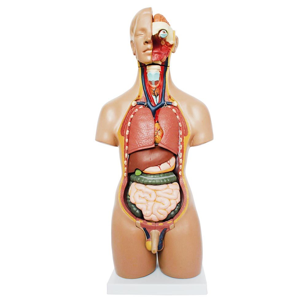 a20205-unisex-torso-55-cm Unisex (Erkek-Kadın) Torso Modeli 55 cm 20 Parça - Görsel 1