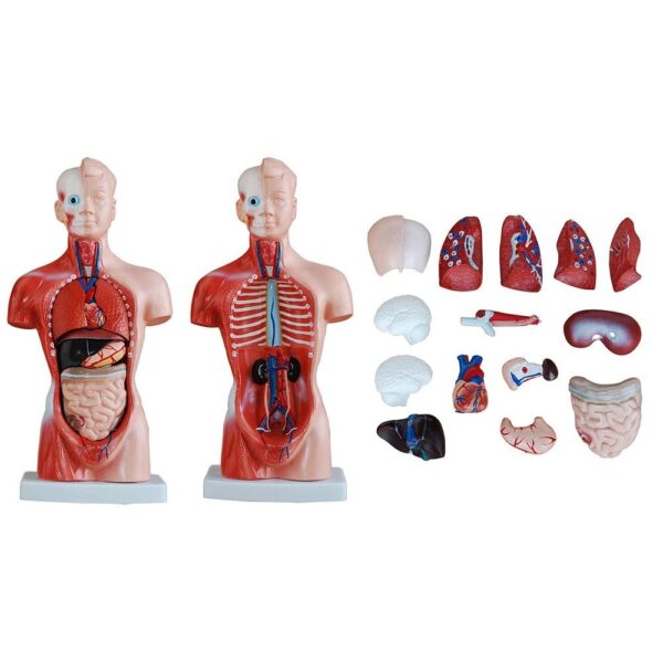 Mini Torso Modeli 26 cm 15 Parça - Görsel 4