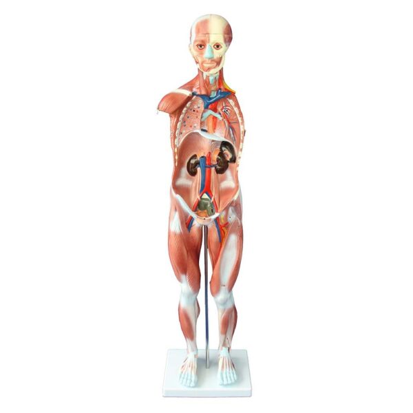 Kaslı Erkek Vücudu Modeli 80 cm 27 Parça - Görsel 2