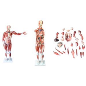 Kaslı Erkek Vücudu Modeli 80 cm 27 Parça - Görsel 4