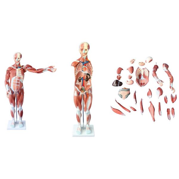 Kaslı Erkek Vücudu Modeli 80 cm 27 Parça - Görsel 4