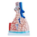 Pulmoner Alveoller Modeli