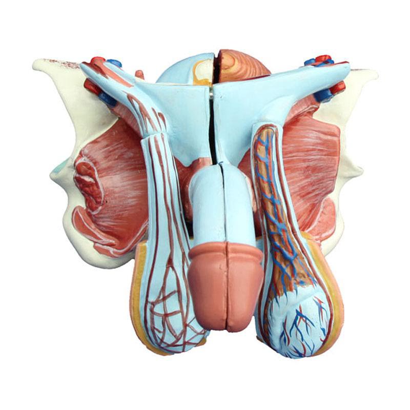 a31308-erkek-genital-organi Erkek Genital Organ Modeli 5 Parça - Görsel 1
