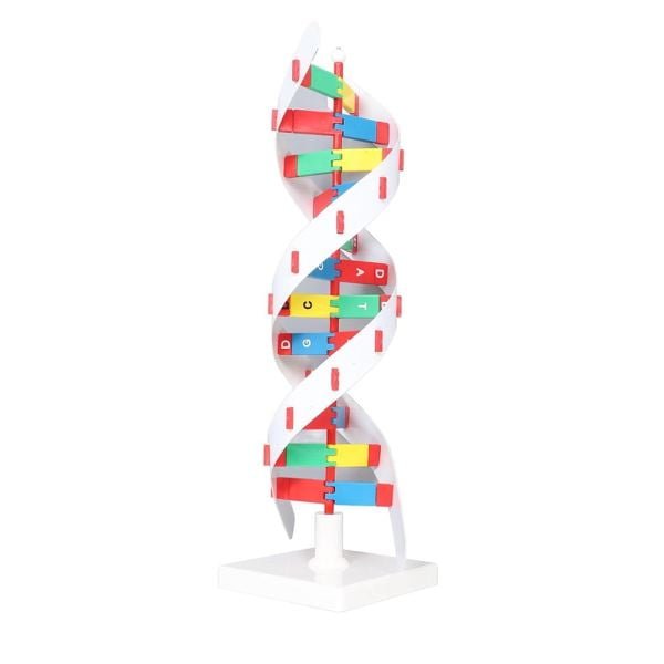 DNA Modeli - Görsel 2