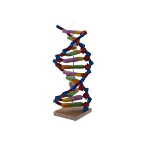 DNA Modeli Yapalım Deney Seti - Görsel 3