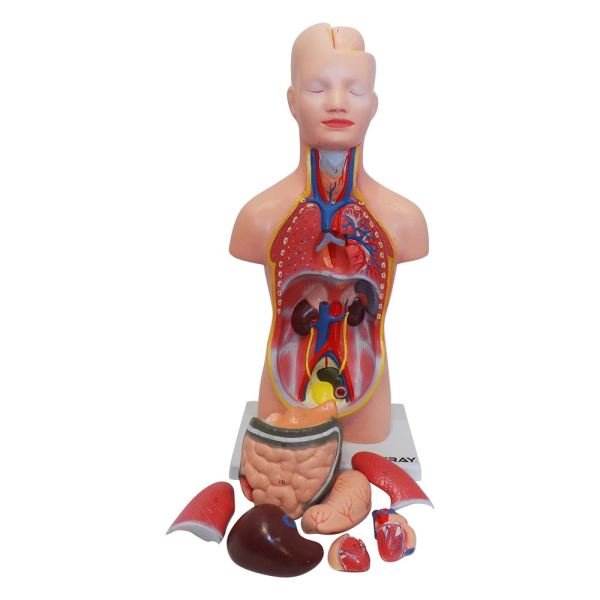 İnsan Vücudu Modeli 50 cm 8 Parça - Görsel 2